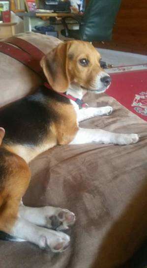 Safe Beagle in Richmond Hill, GA US