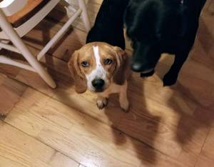 Safe Beagle in Centerview, MO