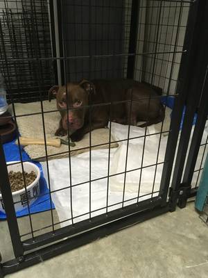 Safe Pit Bull in High Point, NC