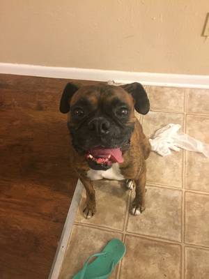 Safe Boxer in College Station, TX