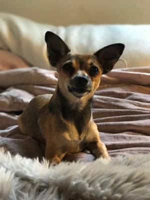 Safe Chihuahua in San Jose, CA