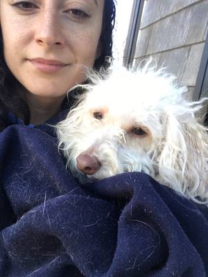 Safe Poodle in Shirley, NY