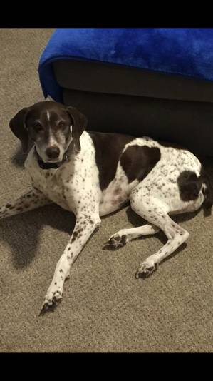 Safe German Shorthaired Pointer in Meridian, ID