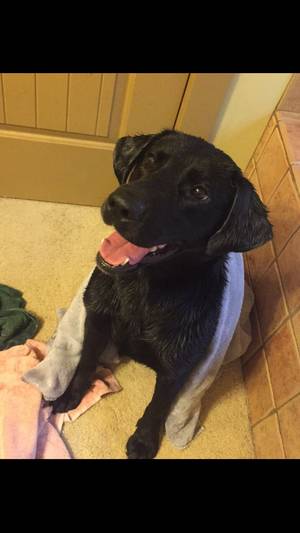 Safe Labrador Retriever in Boise, ID