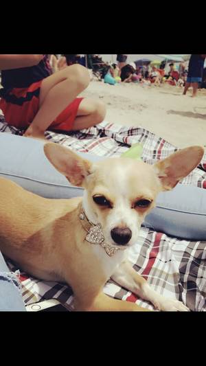 Safe Chihuahua in South Ozone Park, NY