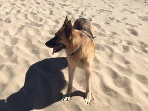 Safe German Shepherd Dog in Upper Marlboro, MD