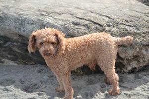 Safe Poodle in Woodinville, WA