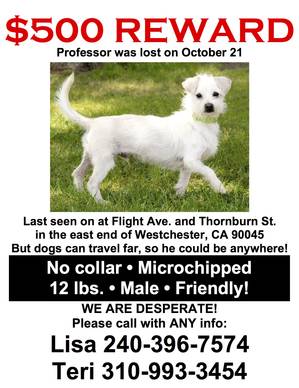 Safe West Highland White Terrier in Los Angeles, CA