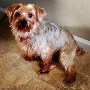 Safe Yorkshire Terrier in Knoxville, TN