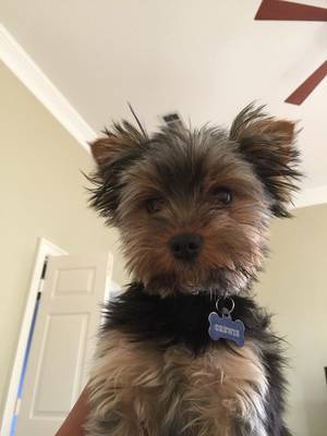 Safe Yorkshire Terrier in Southlake, TX