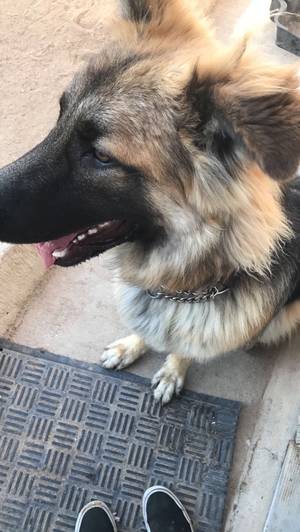 Safe German Shepherd Dog in Winton, CA