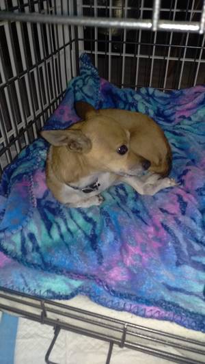 Safe Chihuahua in Elkton, VA
