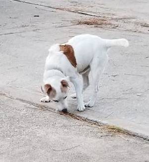 Safe Jack Russell Terrier in Houston, TX