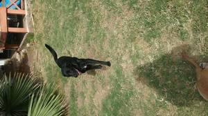Safe Labrador Retriever in Mesa, AZ
