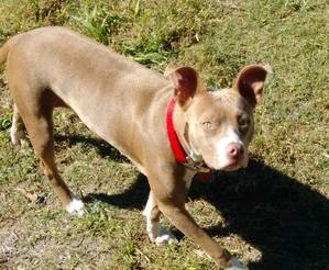 Safe Pit Bull in Taylor, TX