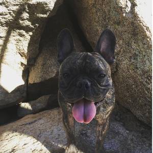 Safe French Bulldog in Los Angeles, CA