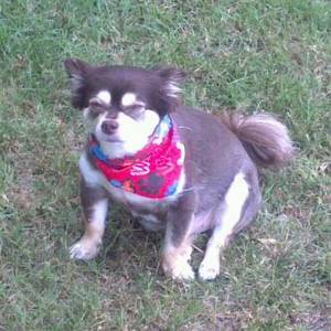Safe Chihuahua in Trenton, TN
