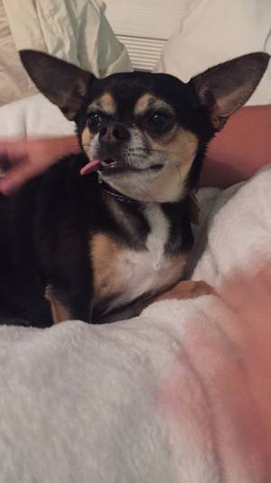 Safe Chihuahua in Naples, FL