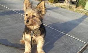 Safe Yorkshire Terrier in Beverly Hills, CA