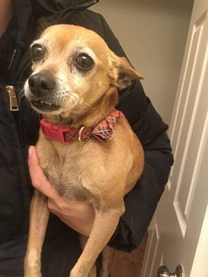 Safe Chihuahua in Bartlett, IL