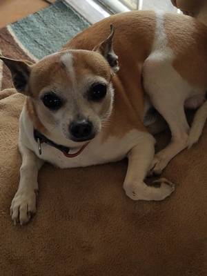 Safe Chihuahua in Yucaipa, CA
