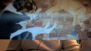 Safe Jack Russell Terrier in Monroe, TN