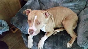 Safe Pit Bull in Commerce City, CO