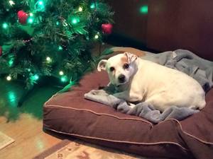 Safe Jack Russell Terrier in Annandale, VA