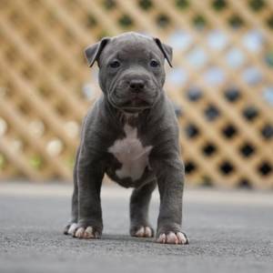 Safe Pit Bull in East Palestine, OH