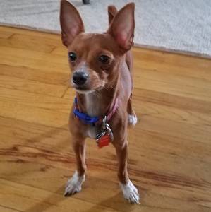Safe Chihuahua in Dallas, TX