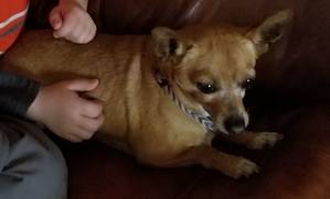 Safe Chihuahua in Wichita, KS