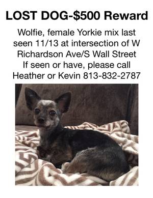 Safe Yorkshire Terrier in Tampa, FL