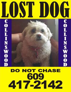 Safe Lhasa Apso in Collingswood, NJ
