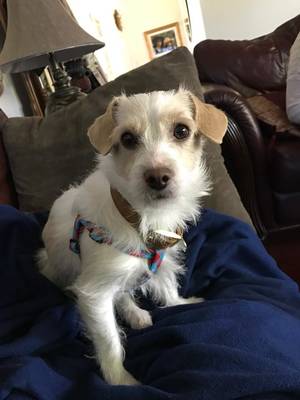 Safe Jack Russell Terrier in Los Angeles, CA