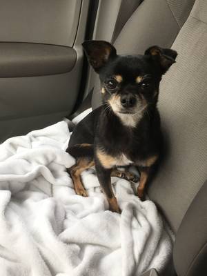 Safe Chihuahua in Willowbrook, IL US