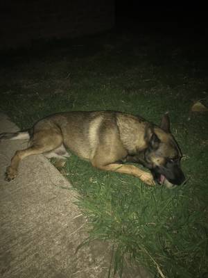 Safe German Shepherd Dog in College Station, TX