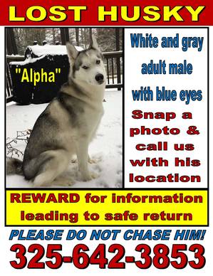 Safe Siberian Husky in Fredericksburg, VA