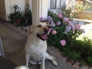 Safe Labrador Retriever in Montebello, CA US