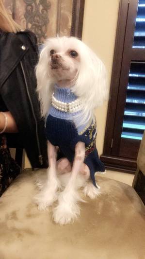 Safe Chinese Crested in Dade City, FL