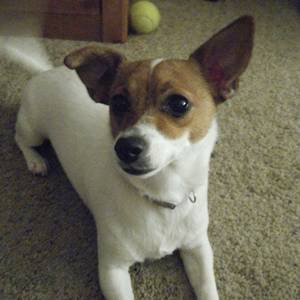 Safe Jack Russell Terrier in Kendallville, IN