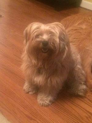 Safe Yorkshire Terrier in Owensboro, KY