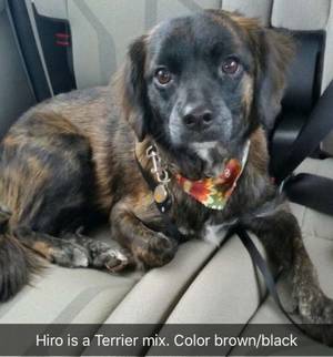 Safe Patterdale Terrier in District Heights, MD