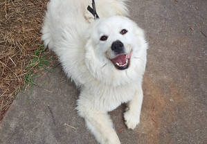 Safe Great Pyrenees in Snellville, GA