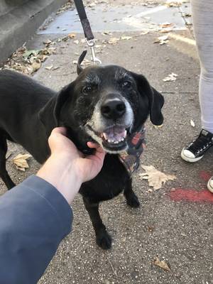 Safe Labrador Retriever in Brooklyn, NY