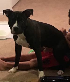 Safe Pit Bull in Banning, CA