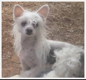 Safe Chinese Crested in Choctaw, OK