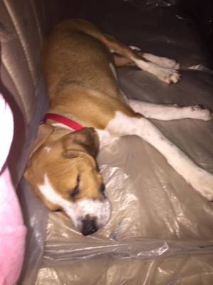 Safe Beagle in Fort Worth, TX
