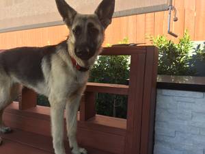 Safe German Shepherd Dog in Culver City, CA
