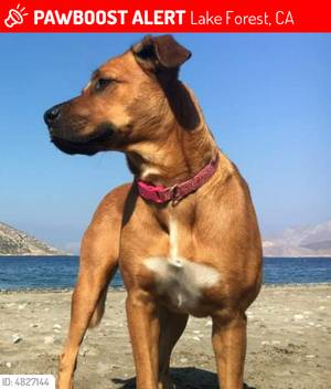 Safe Boxer in Lake Forest, CA