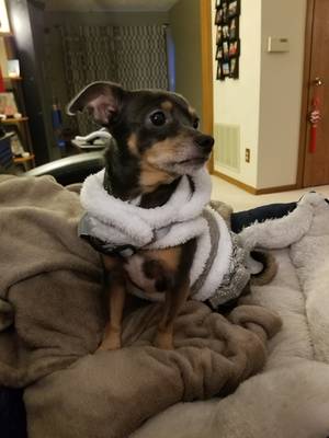 Safe Chihuahua in Mena, AR